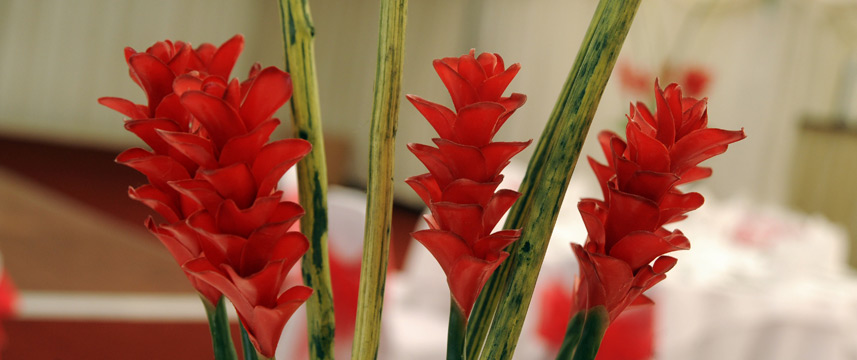 Thistle St Albans , The Noke Flowers